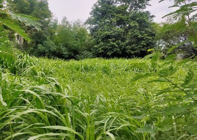 Fodder management at Vigyan Ashram