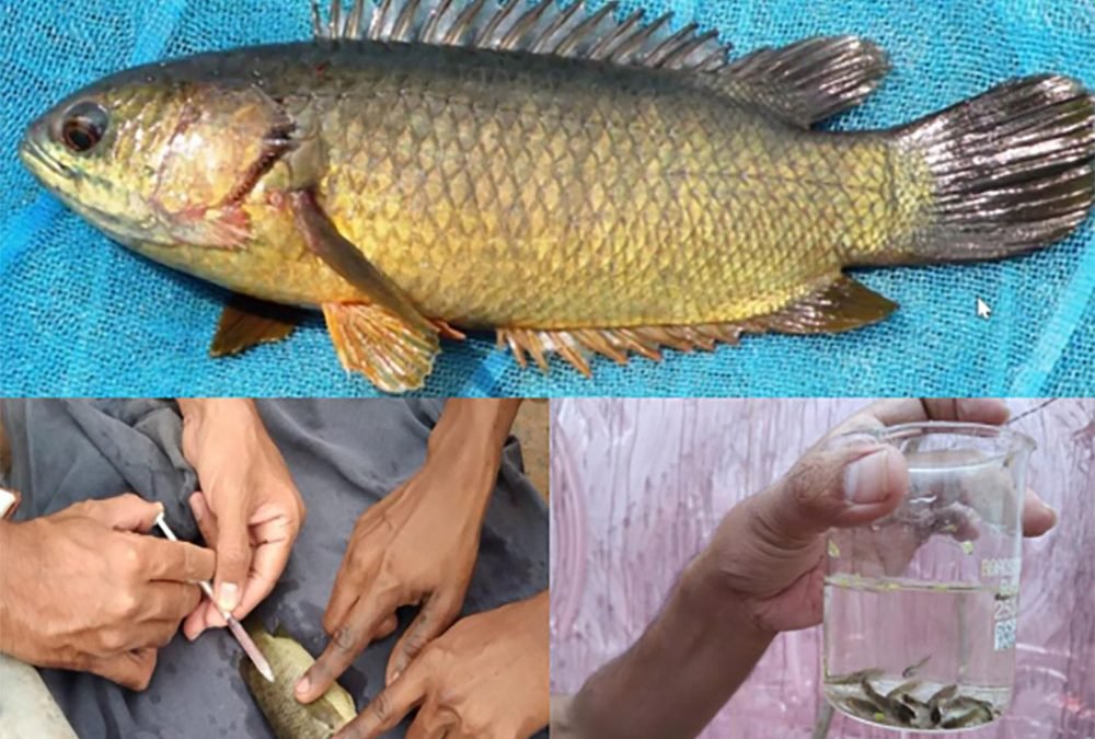 Climbing perch / Koi fish farming technology