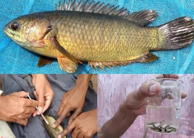 Climbing perch / Koi fish farming technology