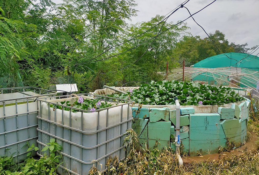 Recirculating Aquaculture System (RAS)